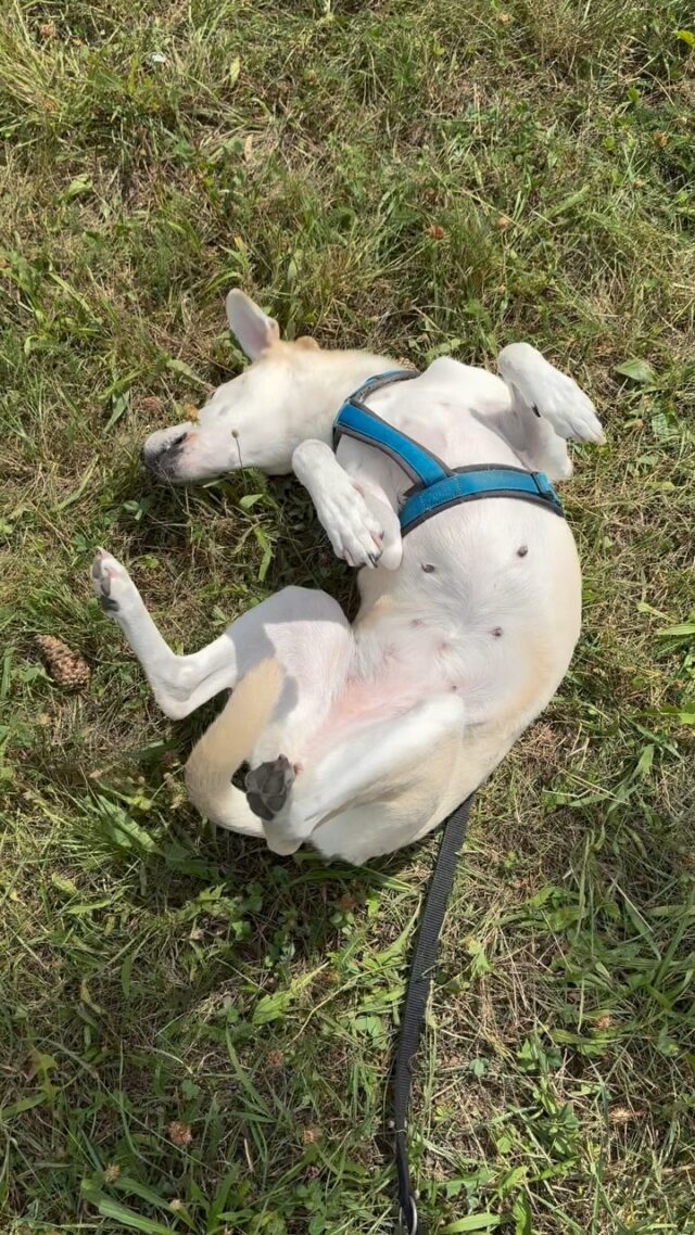 🧘‍♀️Meditation interpretiert von „Bella“ 🐶🕯️

#dogsofinsta #slowyourmind #burnoutpraxis #burnoutvorsorge #stressreliever #stressmanagement #sabinakillianschmid #wien